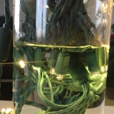 Wholesale Commercial-Grade Waterproof 5MM LED Mini String Lights for Festive Outdoor Lighting - UL Certified, Direct Manufacturer Supply (4)